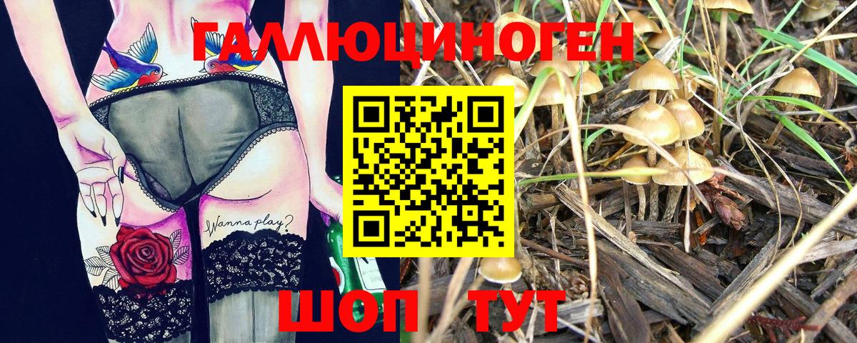 Псилоцибиновые грибы Psilocybine cubensis Ялуторовск